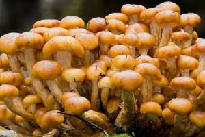 Какие болезни можно лечить грибами